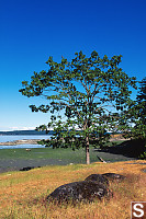 Ocean Side Oak Tree