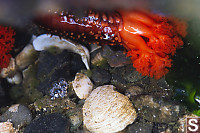 Red Sea Cucumber