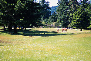 Ruminants On The Farm