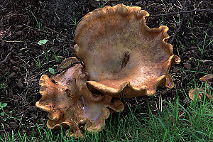 Clitocybe gigantea (Giant Clitocybe)