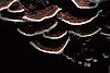 Rusty Gilled Polypore