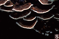 Dripping Fungi
