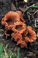 Orange Frilly