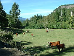 Brown Cows In Field