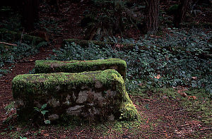 Blocks in the Forest