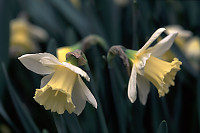 Dafodils