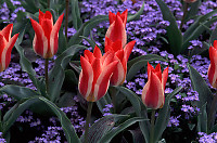 Group of Red Tulips