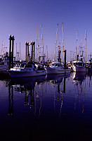 Harbour Boats