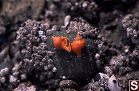 Orange Snails