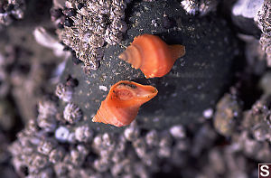 Orange Snails (Closeup)