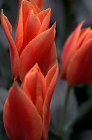 Orange Tulips