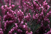 Pink Flowers