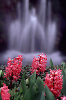 Pink Hyacinth