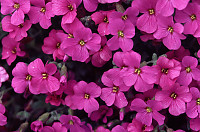 Purple Aubrieta