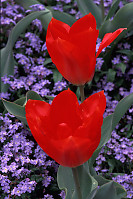 Red Tulips, Purple Background