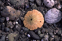 Rocks and Sand Dollar