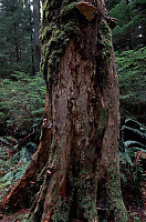 Rotting Tree