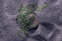 Sand Dollar with Kelp on Top