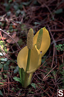 Skunk Cabbage