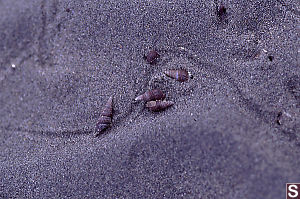 Snails on Trails