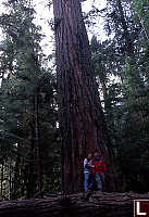 Us on Big Tree