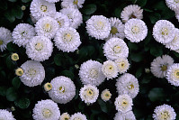 White Corn Flowers