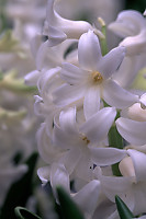 White Hyacinth