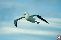 Albatross Descending