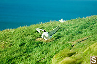 Albatross Moving Egg