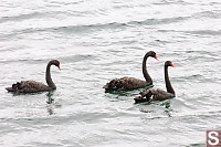 Black Swans Swimming By