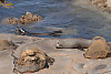 Fur Seal Swimming By