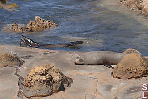 Fur Seal Swimming By