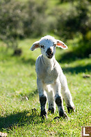 Lamb Standing