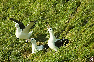 On Nest