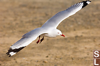 Red Billed Gull Gliding