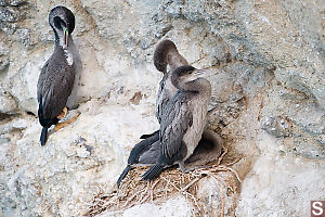 Shags On Rocks