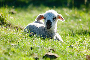 Translucent Ears Lamb