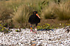 Variable Oyster Catcher