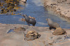 Wet And Dry Fur Seals