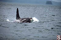 Large Male Leaving