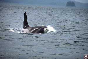 Large Male Leaving