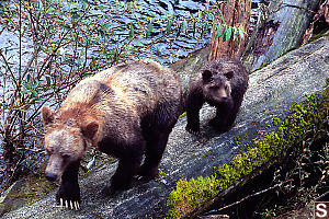 Mom And Cub Walking Down Log