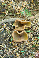 Cups Growing On The Ground