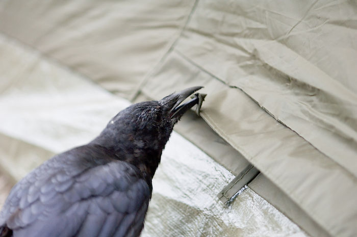 Crows Opening Tent