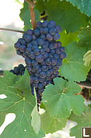 Dark Purple Grapes