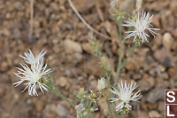 Frilly White Flowers