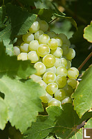 Light Green Grapes