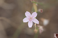 Light Pink Flower