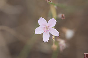 Light Pink Flower