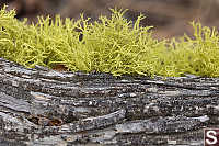 Wolf Lichen